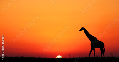 Giraffe with Sunset