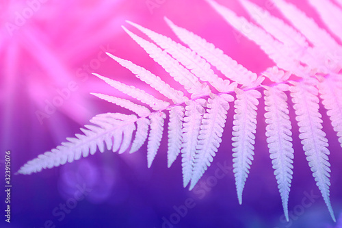 Pale fern leaf on the background of defocused forest. Ultra violet and pink duotone. Horizontal. Pattern, postcard or Wallpaper.