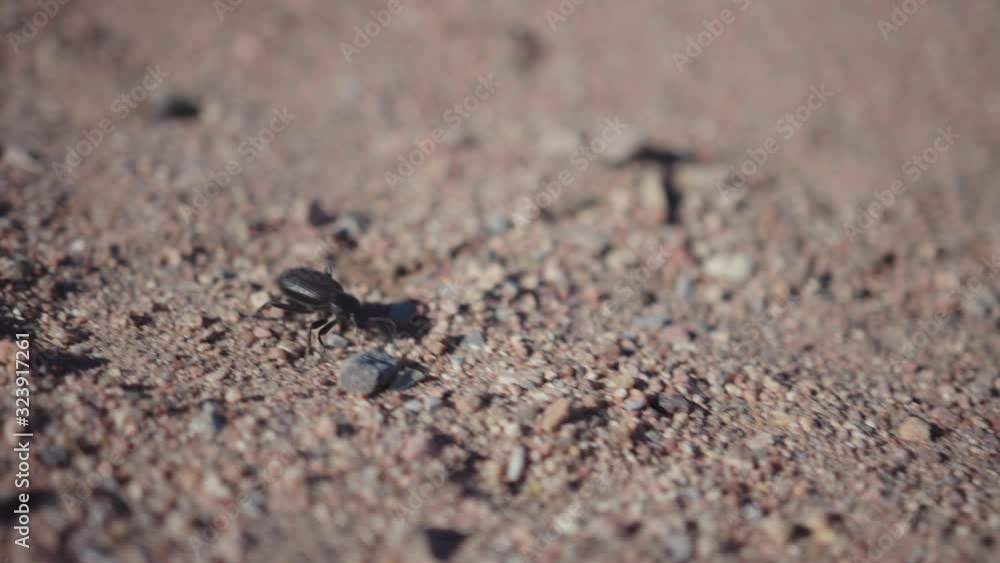 Black bug walking on dirt between stones on a sunny day Black bug walking on dirt between stones on a sunny day