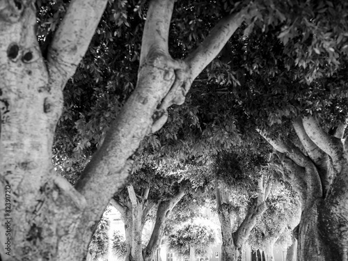 Black and white image of curved tree trunks and branches in trees at city park