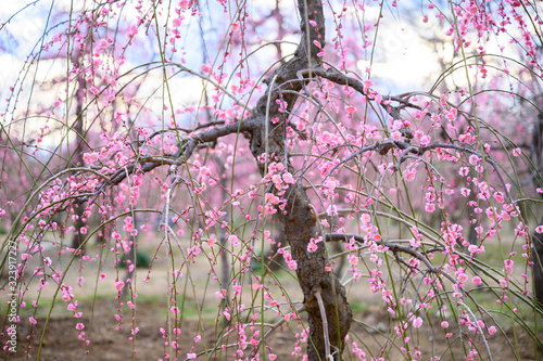 枝垂れ梅と梅林