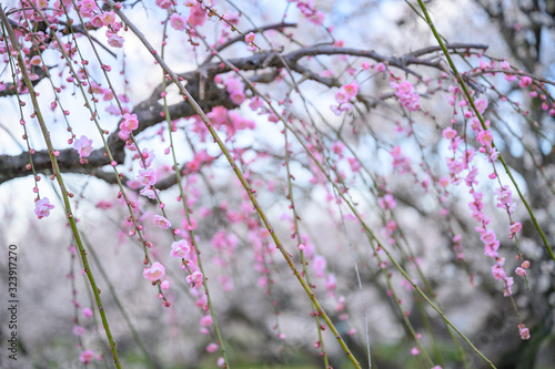 枝垂れ梅と梅林