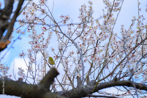 梅の花と梅林と青空
