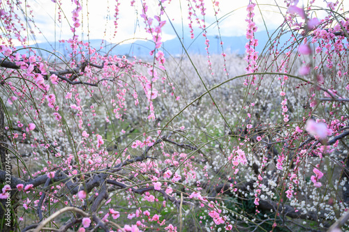 枝垂れ梅と梅林