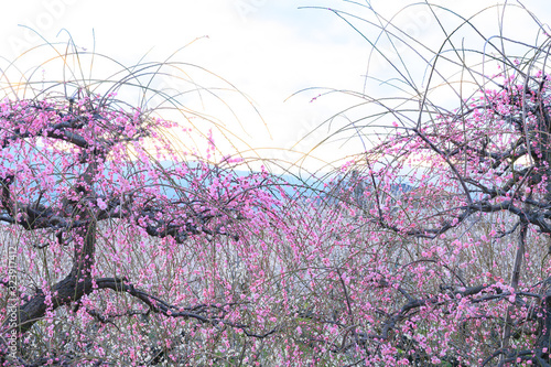 枝垂れ梅と梅林