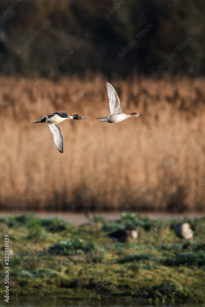 Fototapeta premium Pair of Northern Pintail in flight. Their Latin name are Anas acuta.
