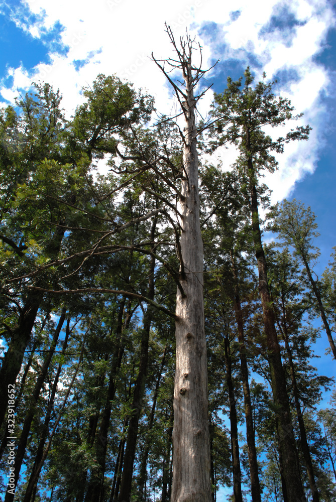 Fototapeta premium Forest