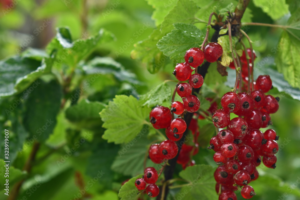 berries of red currant on bush berries of red currant on bush