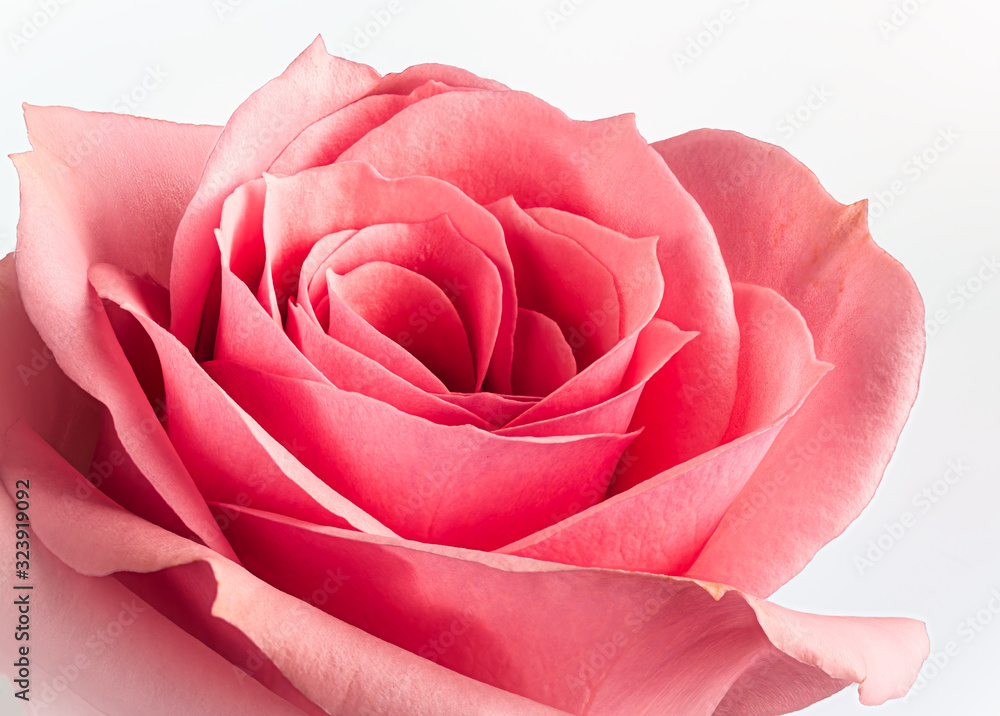 Closeup of a Beautiful Pink Rose Closeup of a Beautiful Pink Rose