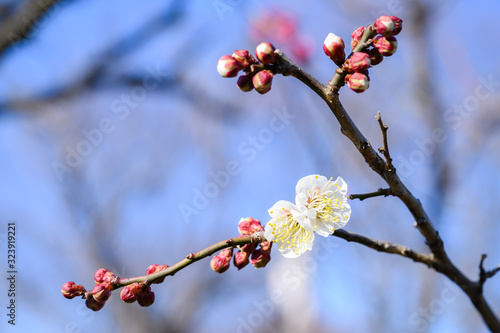 梅の花と青空