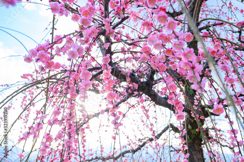 枝垂れ梅と梅林と青空