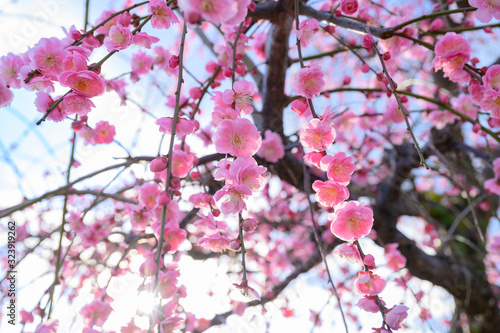 枝垂れ梅と梅林と青空