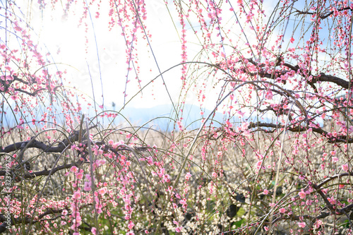 枝垂れ梅と梅林と青空
