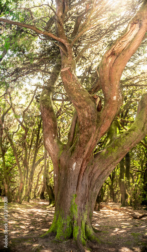 Image of old laurel tree with curved trunk and branches at forest