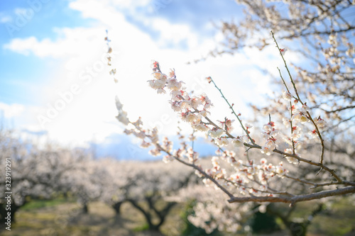 梅の花と青空と梅林