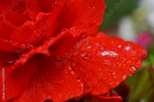 red rose with water drops of dew on black background