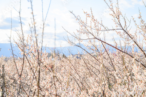 梅の花と青空と梅林