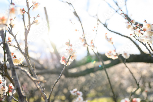 梅の花と青空