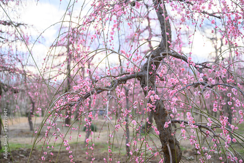 枝垂れ梅と梅林と青空