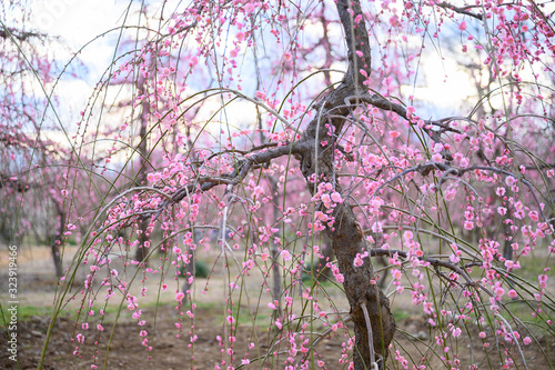 枝垂れ梅と梅林と青空