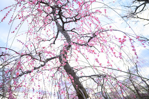 枝垂れ梅と梅林と青空