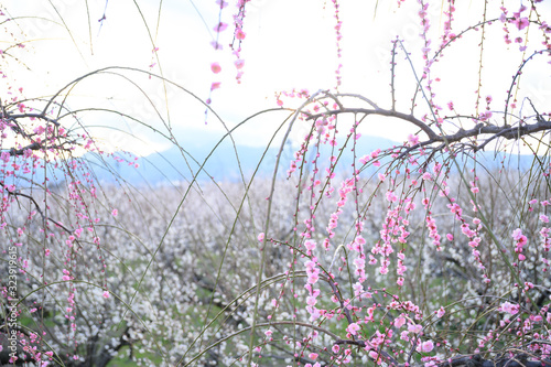 枝垂れ梅と梅林と青空