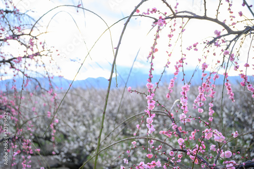 枝垂れ梅と梅林と青空