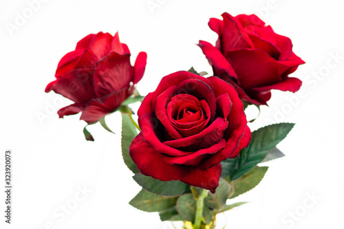 Close up of red roses on white background