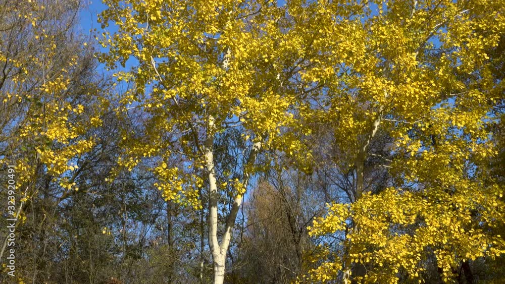 Yellow foliage on the branches sways in the wind against the background of deciduous trees. Yellow foliage on the branches sways in the wind against the background of deciduous trees.