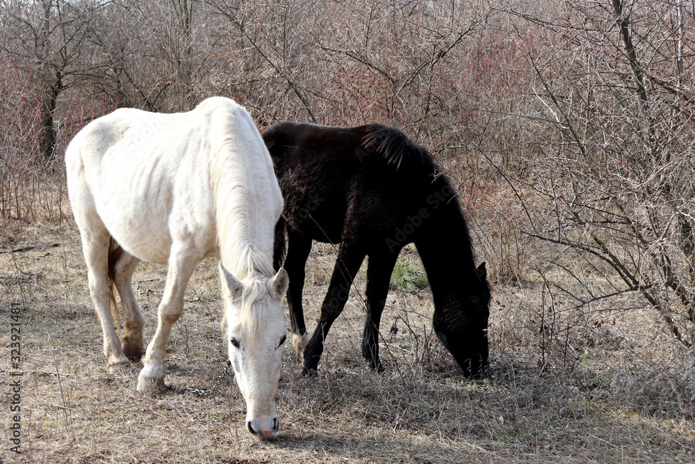 Couple of white and black horses grazing together on a pasture in the forest and eating dry grass, selective focus. Picturesque rural landscape in cold weather, Yin and Yang concept Couple of white and black horses grazing together on a pasture in the forest and eating dry grass, selective focus. Picturesque rural landscape in cold weather, Yin and Yang concept