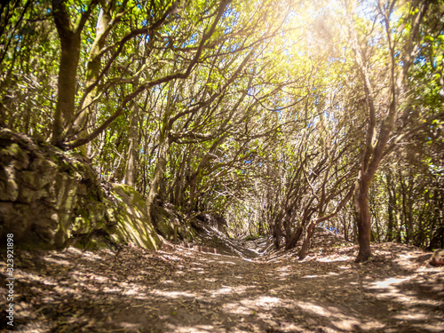 Landscape of sun shining on the hiking path at mountain forest