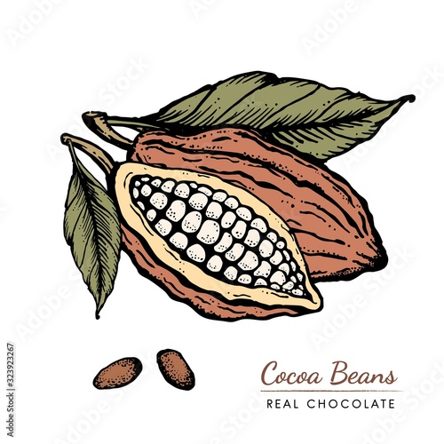 Cocoa beans Vintage Hand drawn retro sketch illustration. Chocolate cocoa powder bean, tree branch, nuts, seeds and leaves. Vector for logo, labels, web design, decorative elements and more.