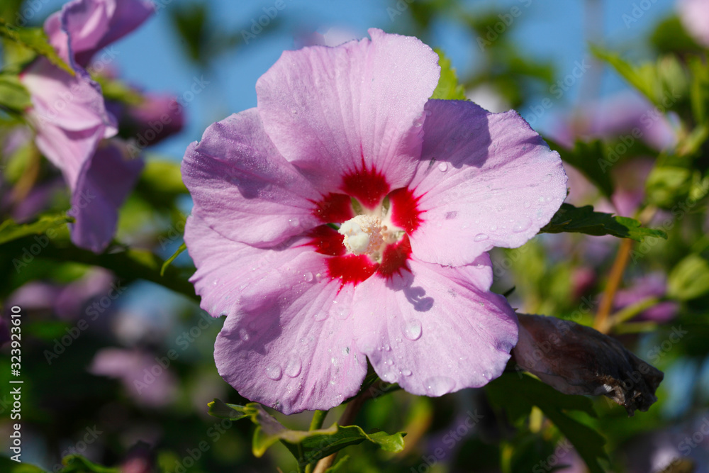 Blühende rosa Hibiskus Blume mit Tautropfen, Deutschland, Europa Blühende rosa Hibiskus Blume mit Tautropfen, Deutschland, Europa