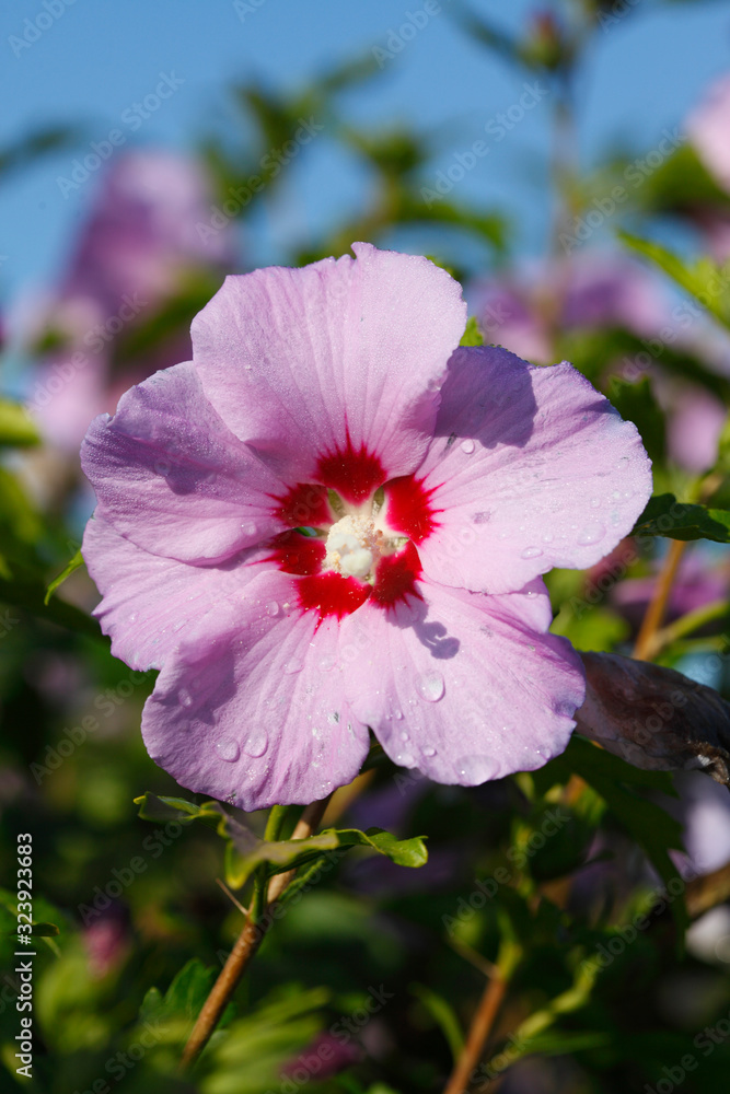 Blühende rosa Hibiskus Blume mit Tautropfen, Deutschland, Europa Blühende rosa Hibiskus Blume mit Tautropfen, Deutschland, Europa