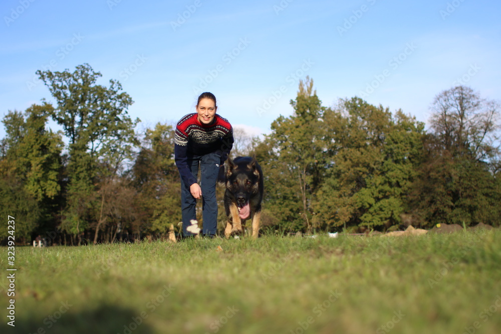 German Shepard training in park German Shepard training in park
