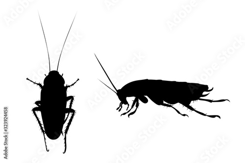 Vector silhouette of cockroach on white background. Symbol of annoying insect.