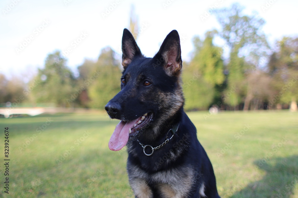 German Shepard training in park German Shepard training in park