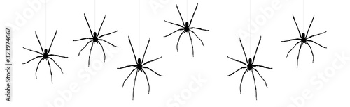 Vector silhouette of spider on white background. Symbol of annoy insect.