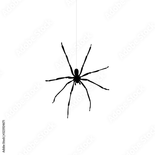 Vector silhouette of spider on white background. Symbol of annoy insect.