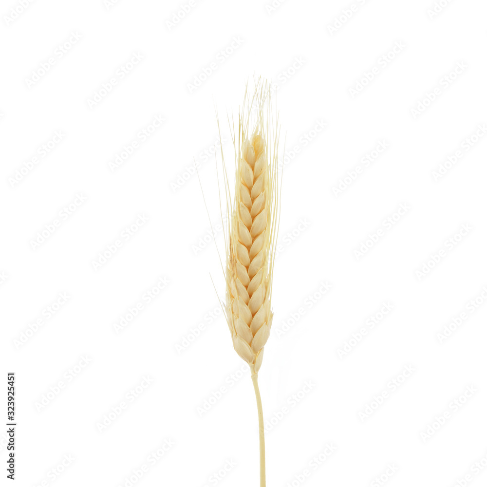 Wheat ears isolated on white background Wheat ears isolated on white background