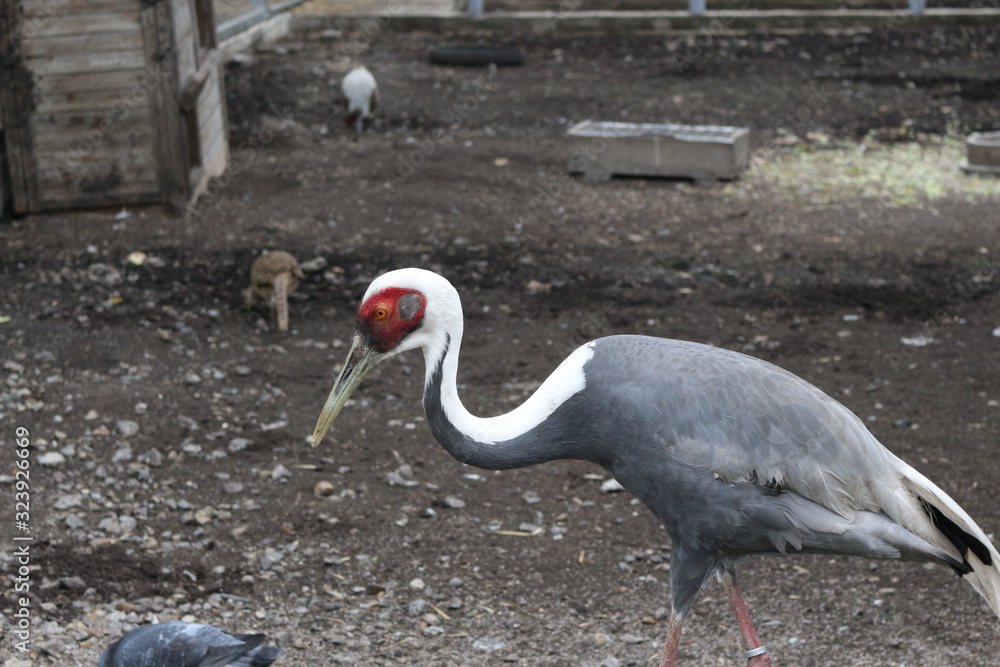 Fototapeta premium Daurian crane lives in a zoo