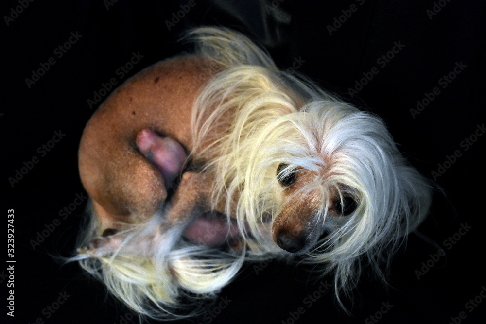 Naklejka premium a dog with its little puppy