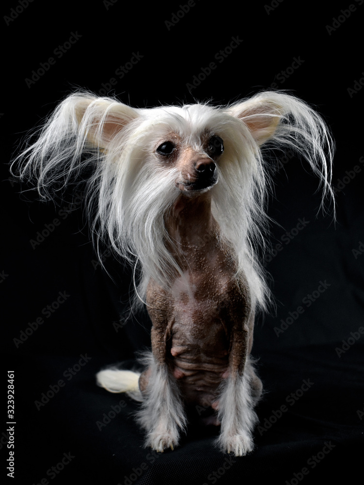 Naklejka premium Chinese crested dog on a black background