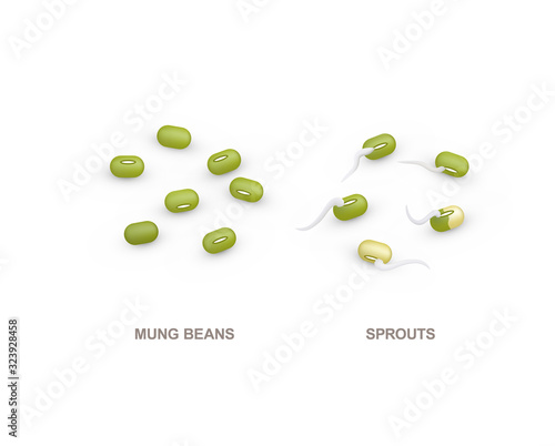 Set of realistic mung beans and sprouts . Vector illustration isolated on white background.