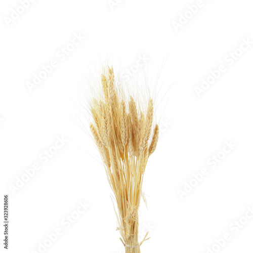 Wheat ears isolated on white background