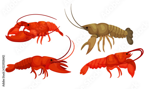 Lobsters with Thick Shell and Strong Chelate Limbs Vector Set photo