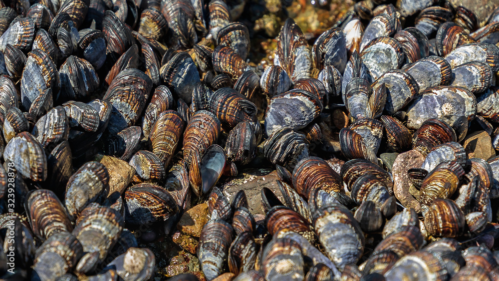 Closeup of rich brown repetitous pattern of California Mussels Closeup of rich brown repetitous pattern of California Mussels