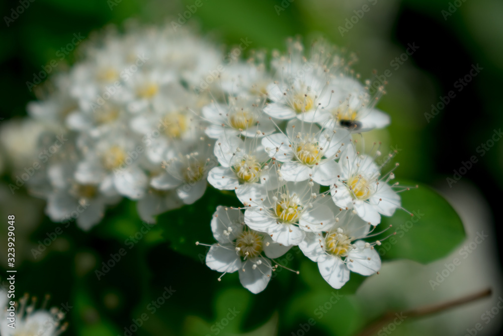 bee on flower bee on flower