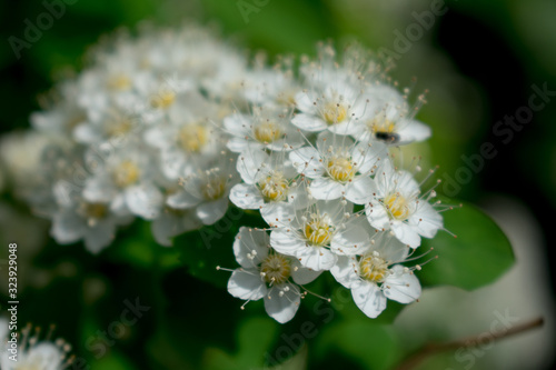 bee on flower