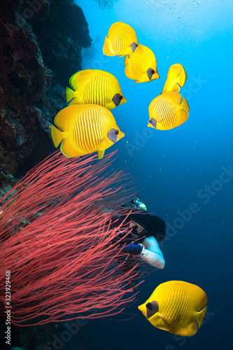 Underwater image of coral reef with diver and school of Masked Butterfly Fish.